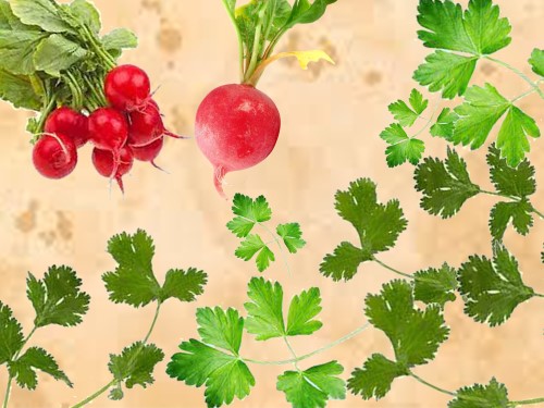 تربچه و دوستان